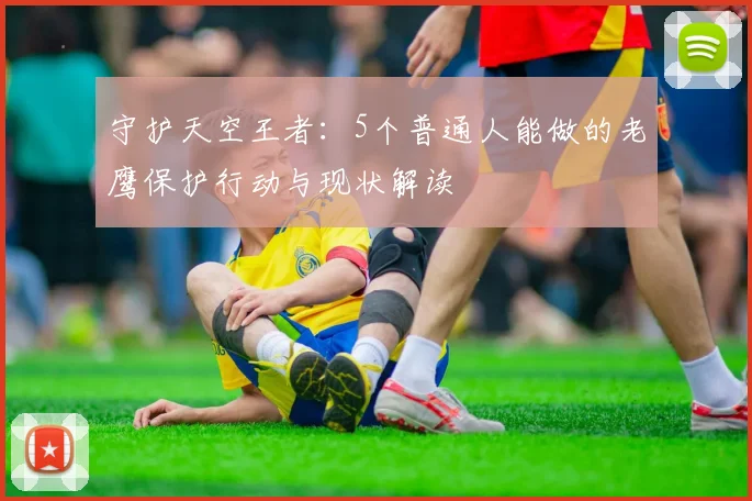 守护天空王者：5个普通人能做的老鹰保护行动与现状解读